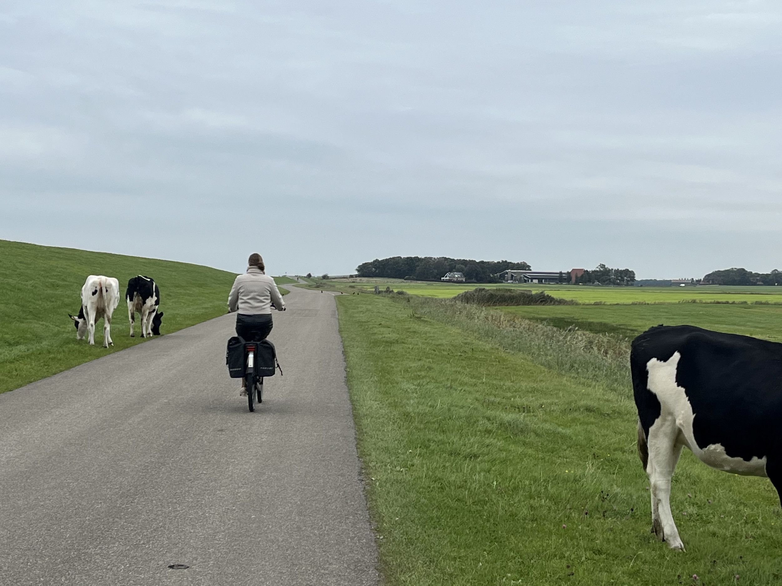 Een vrouw met een beige jas en donkere rok fietst tussen de koeien door. Zij grazen in de berm van de weg waarover gefietst wordt. Op de achtergrond een boerderij, links een dijk.