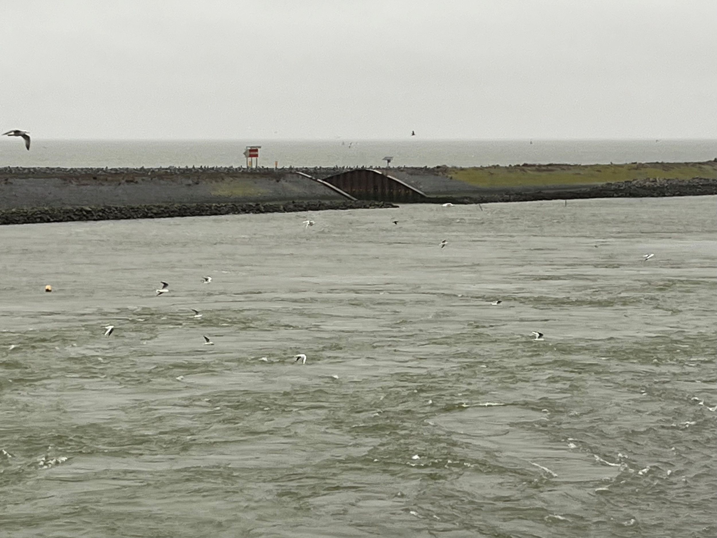 Vliegende meeuwen boven onrustig golvend water.