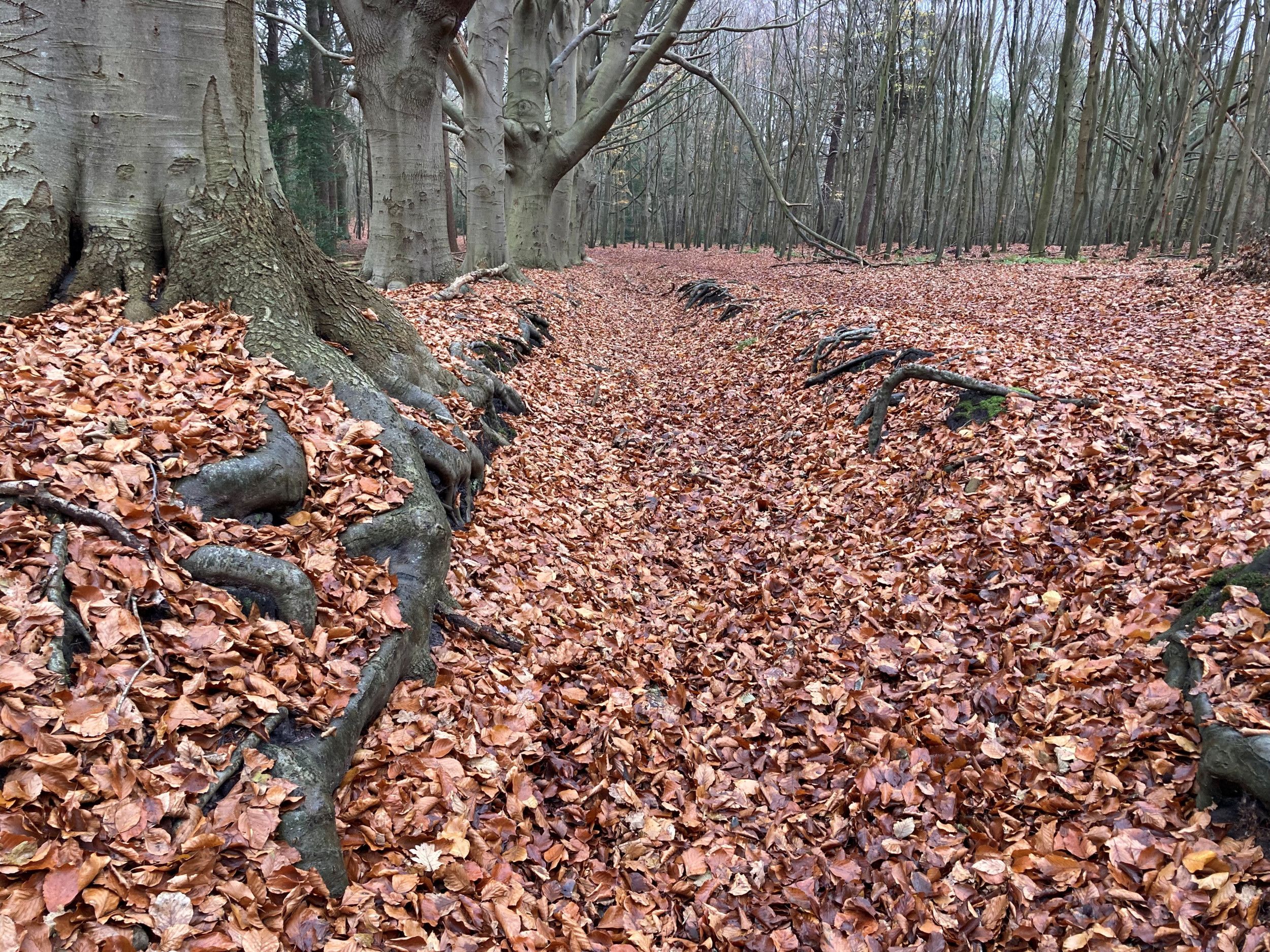 Met bruine beukenbladeren. 
