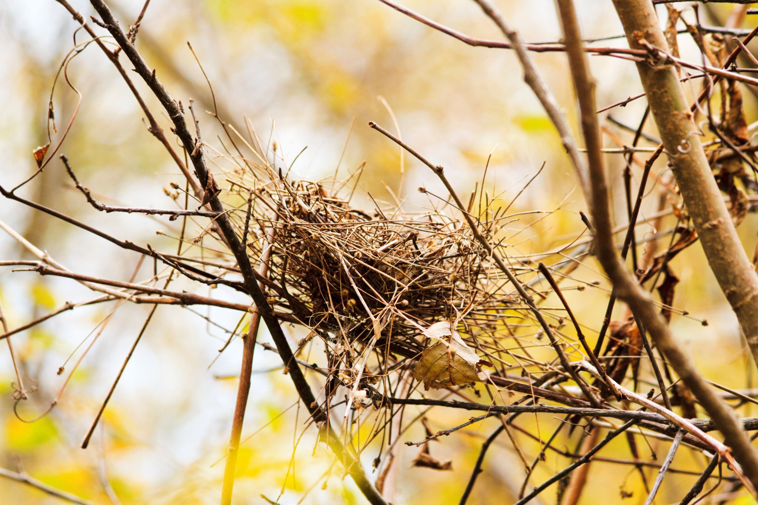 Een leeg vogelnest tussen kale boomtakken