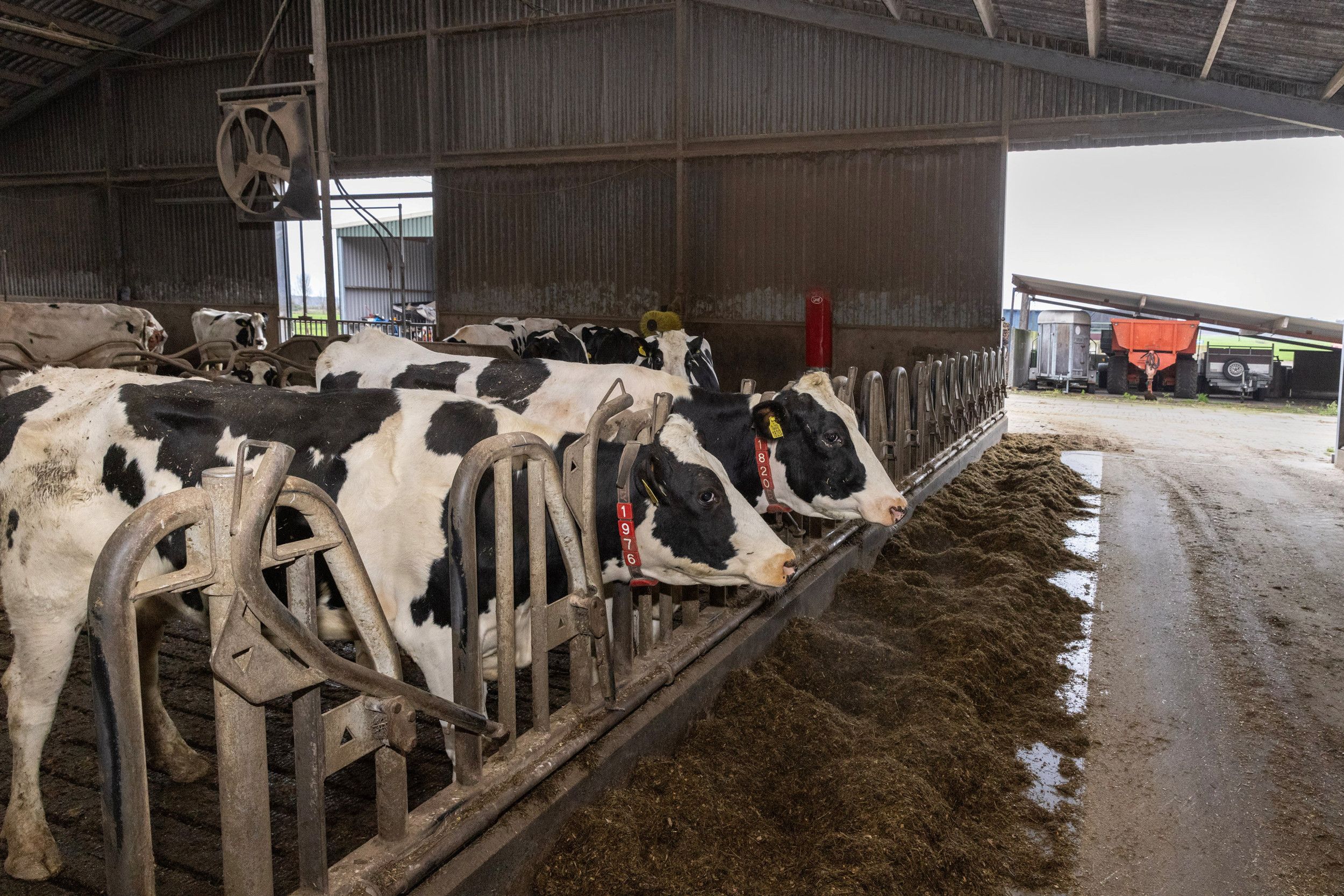 Koeien staan in een stal voer te eten. Door een open deur op de achtergrond zijn landbouwmachines te zien.
