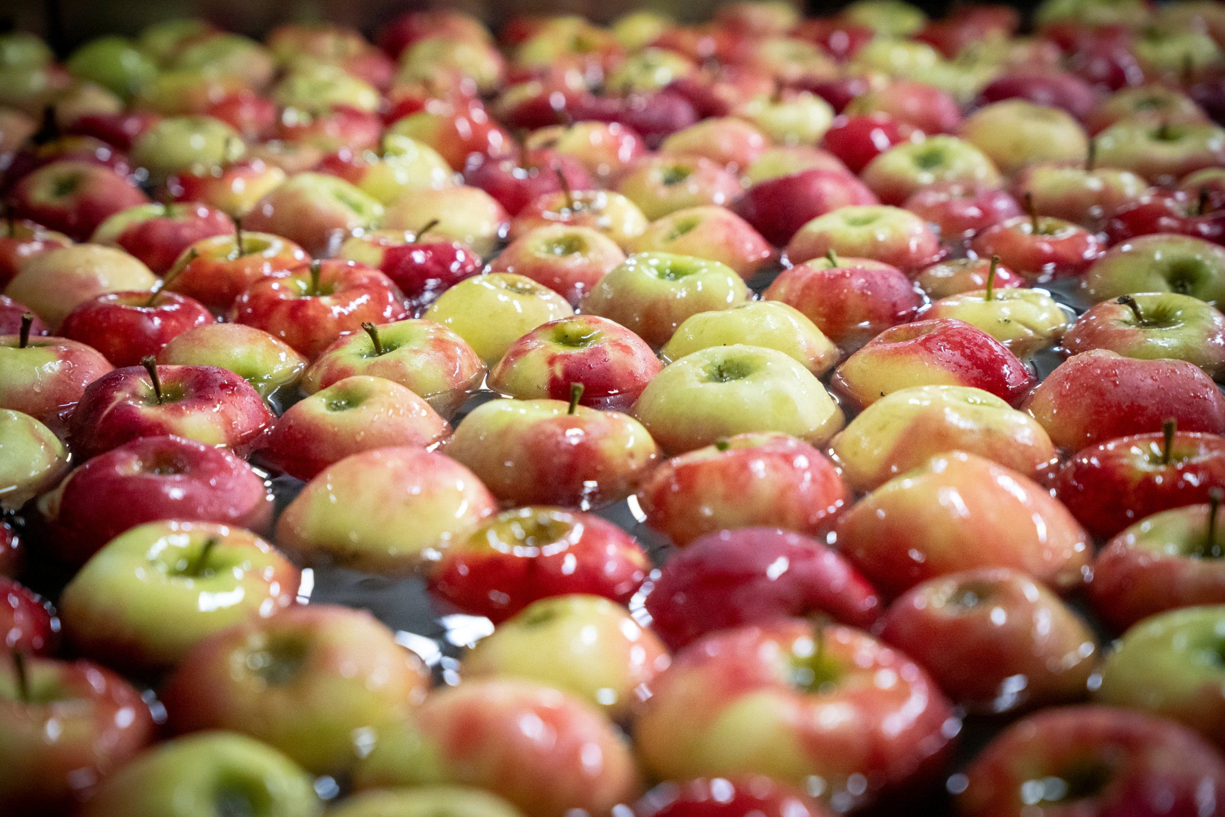 Roodgele appels drijven in water.