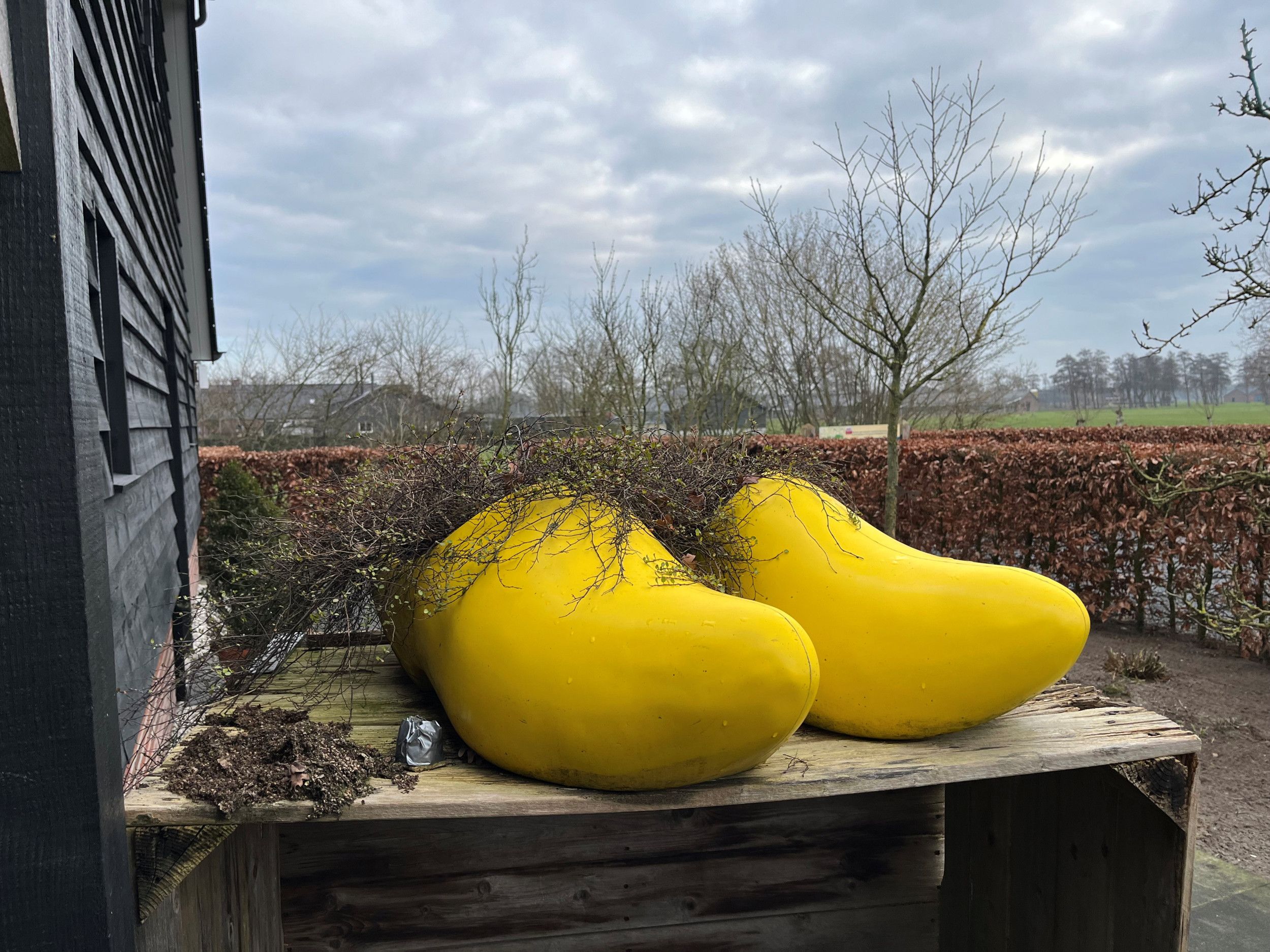 Twee kolossale gele klompen op een houten tafel naast een gepotdekselde schuur.