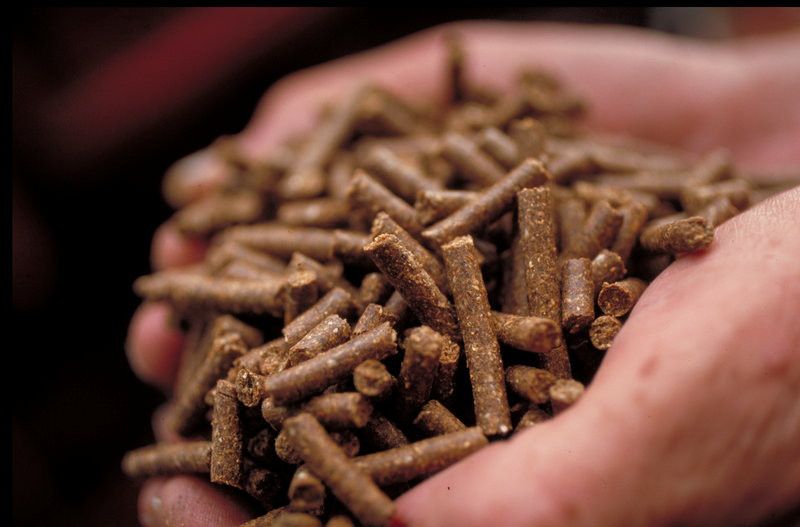 Twee handen houden brokjes veevoer vast.