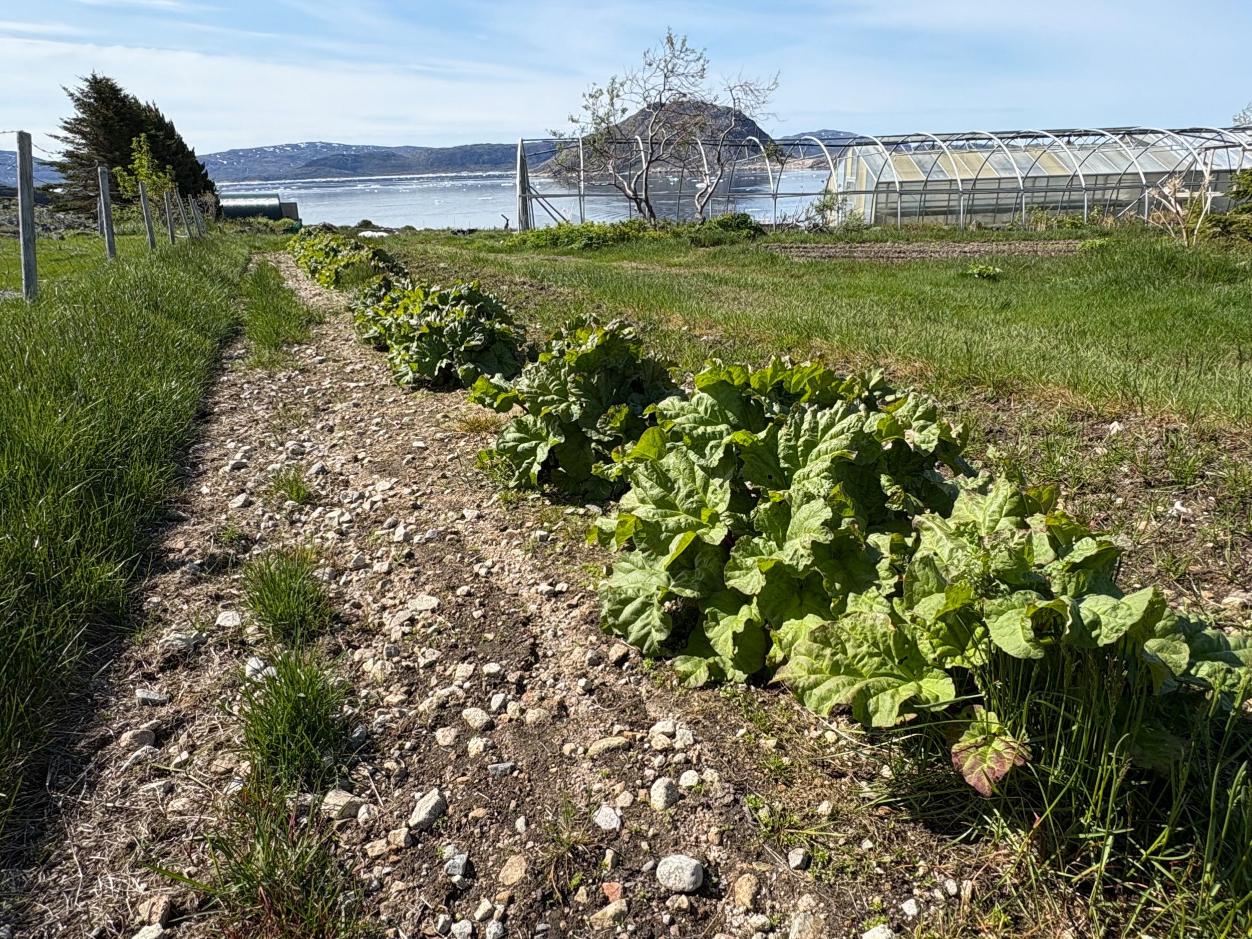 Groenten met groot blad staan in een rij tussen een grindpad en een strook gras. Aan de rand van het veld staat een kas. Op de achtergrond is zee met ijsschotsen.