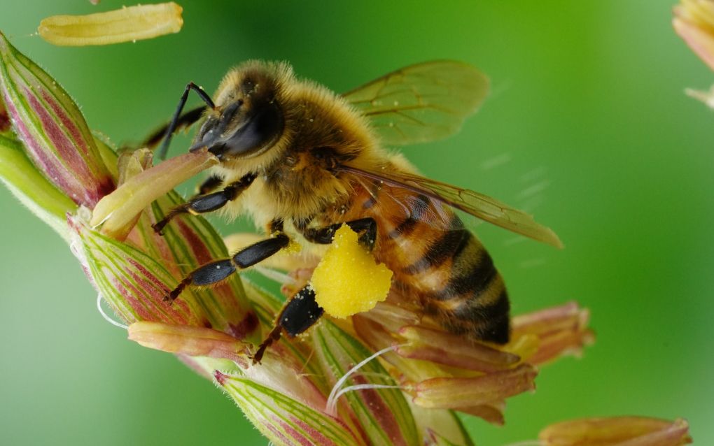 Een bij die stuifmeel verzameld heeft op gras. Pollen van grassen staan erom bekend dat zij hooikoorts klachten veroorzaken.