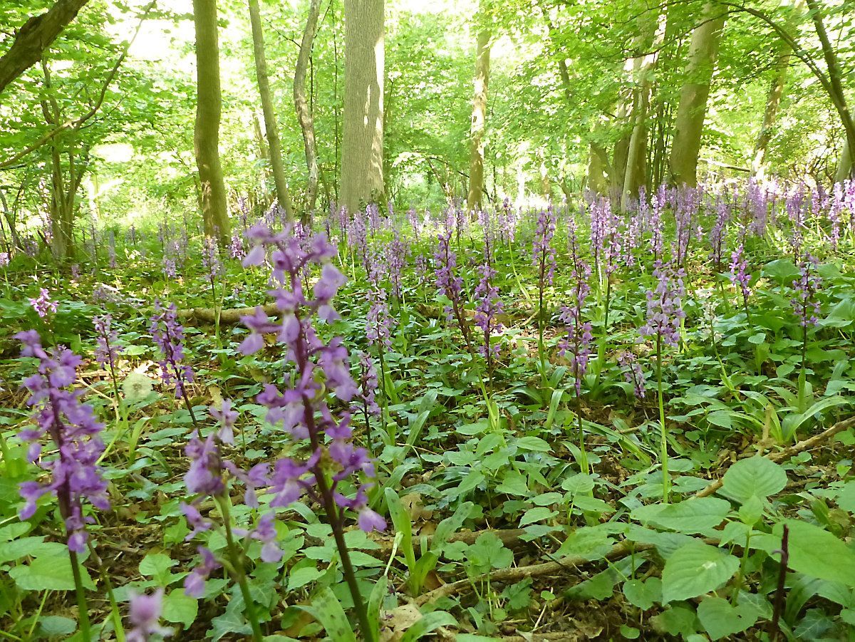 Mannetjesorchis_web.jpg