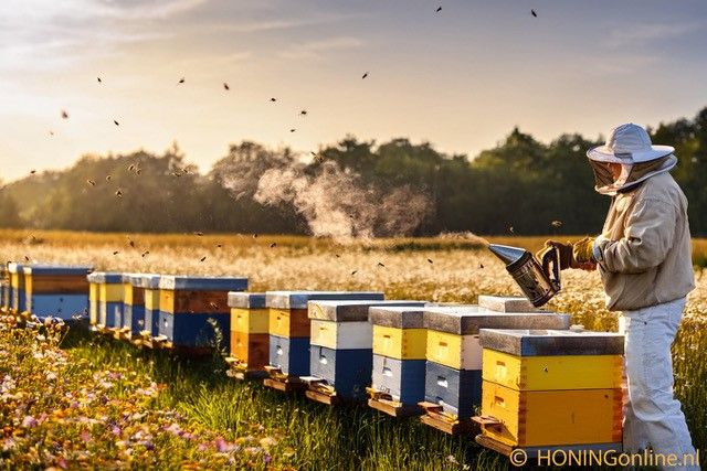 Een Nederlandse imker staat tussen zijn bijenvolken in een natuurgebied klaar voor de oogst van verse honing. Na het oogsten kan je deze honing kopen op HONINGonline.nl.