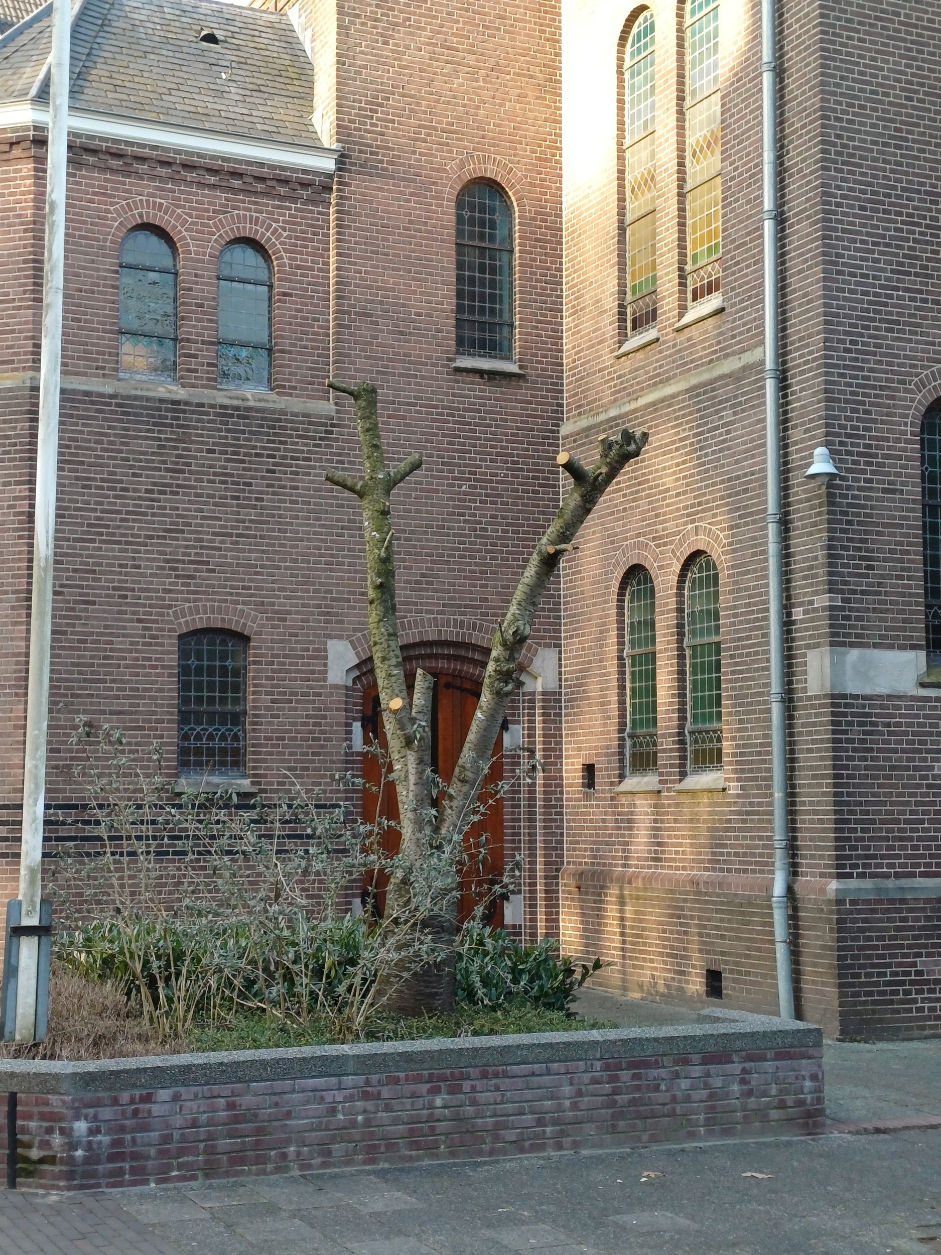 de gesnoeide prunus, op de hoek van de straat.jpg