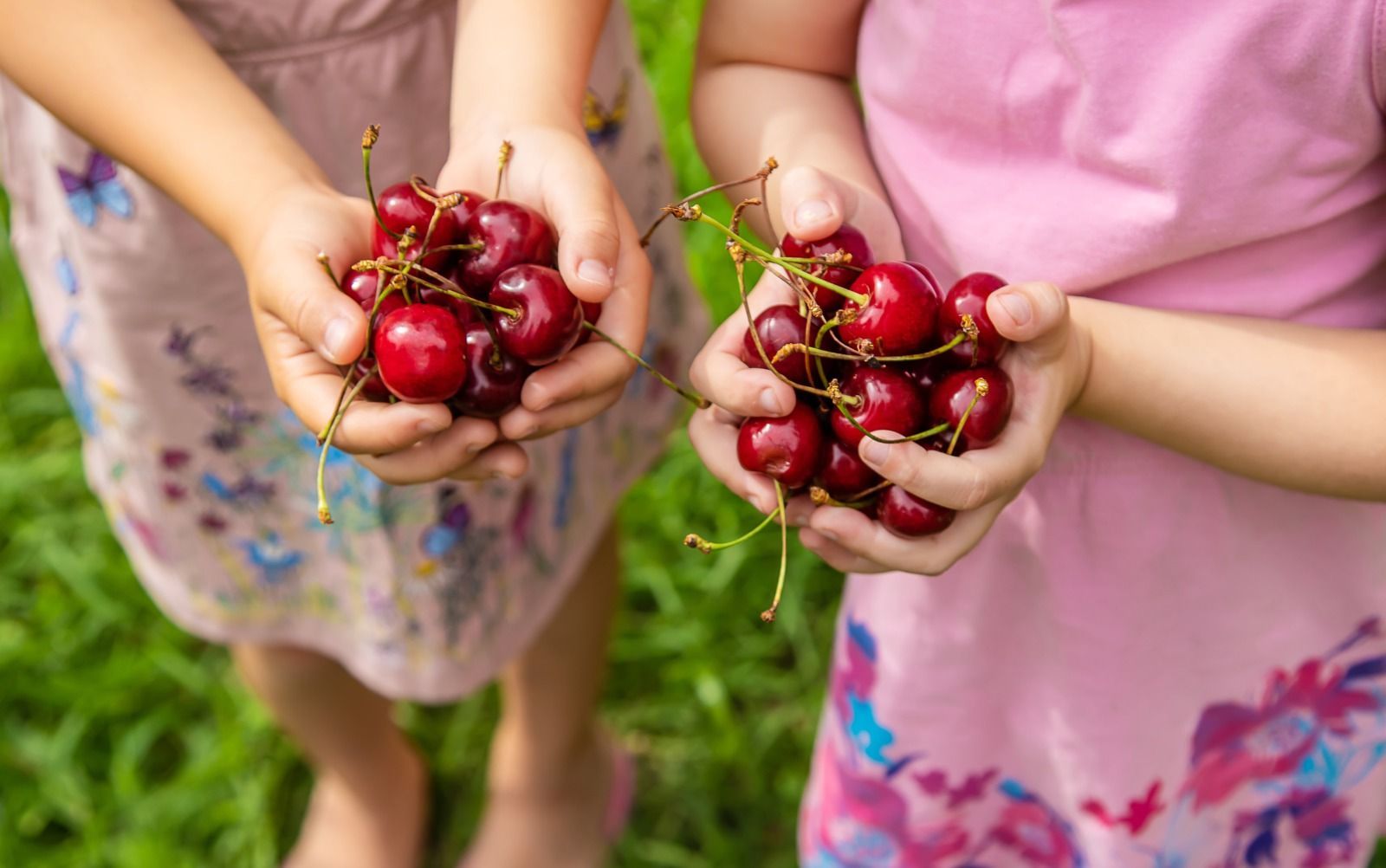 Betuws Fruitpark Bij Wadenoijen Mag Op Zondag Open